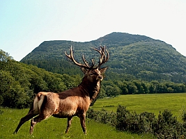 Kuva: Killarney National Park