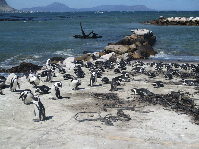 Etelä-Afrikka häämatka pingviinit