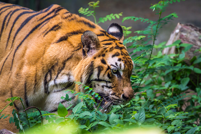 Nepal häämatka, Bengalin tiikeri