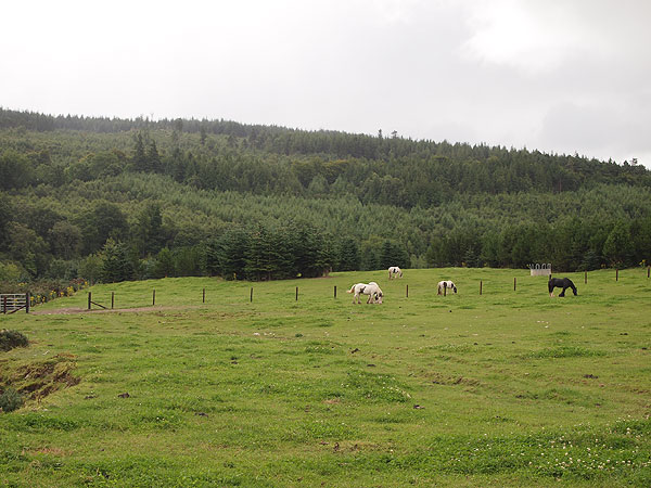 Häämatkaopas: Irlantia hevosvankkureilla